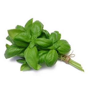 Basil Leaf, Fresh