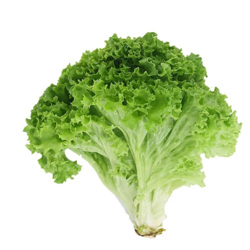 Lettuce, Fresh
