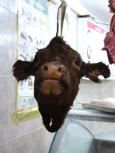 Cow head